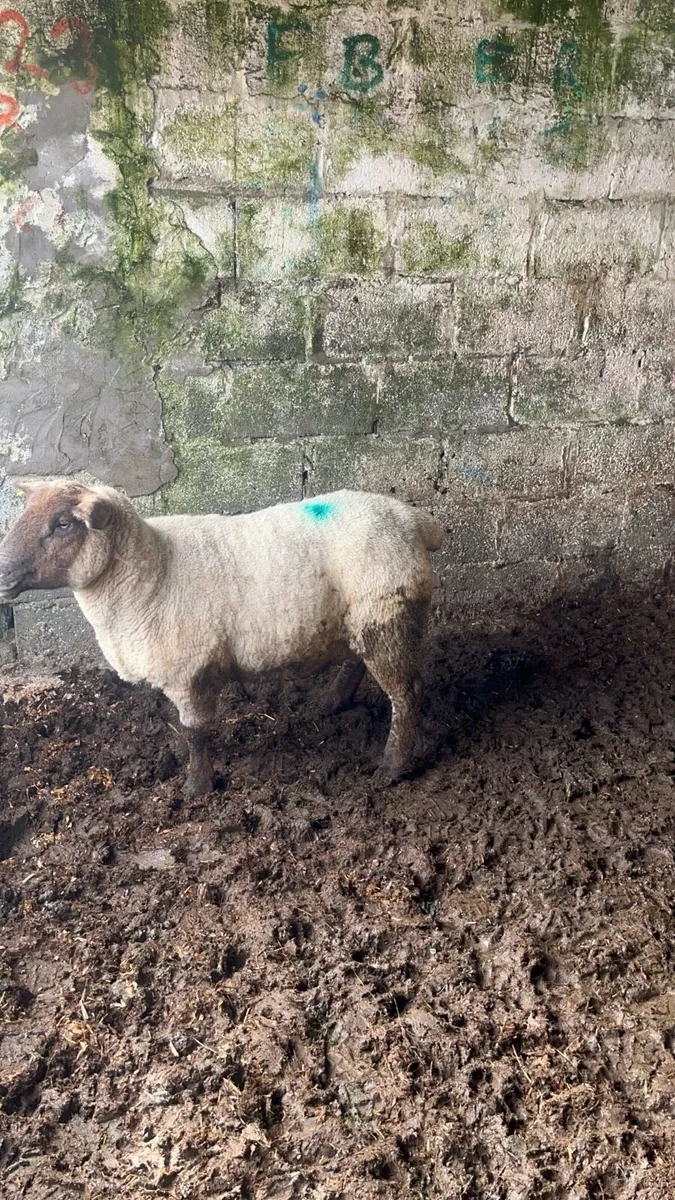 Foster Ewe - Image 3