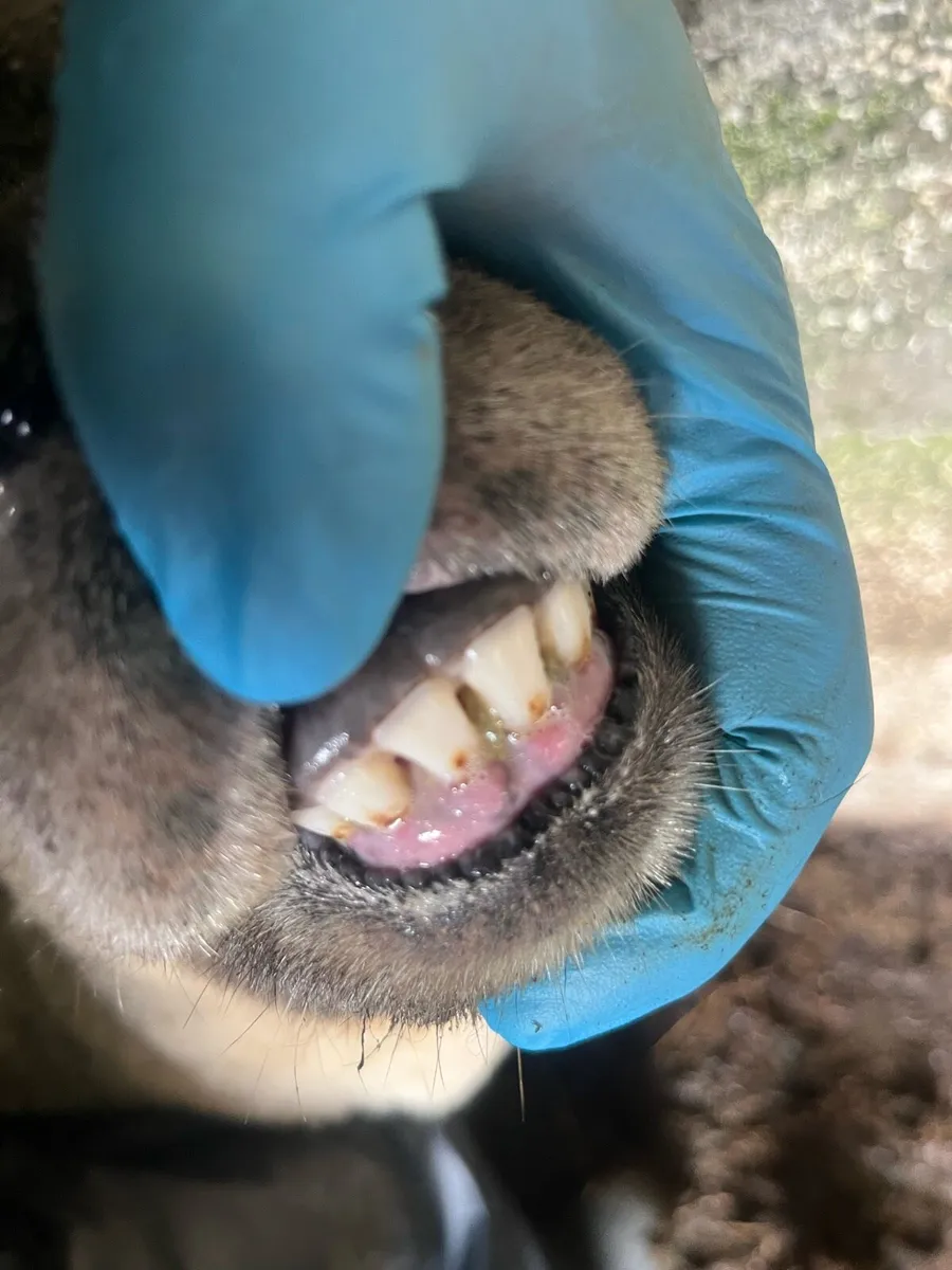 Foster Ewe - Image 4