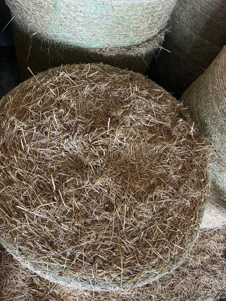 Bales of straw(10)  and silage (20) - Image 4