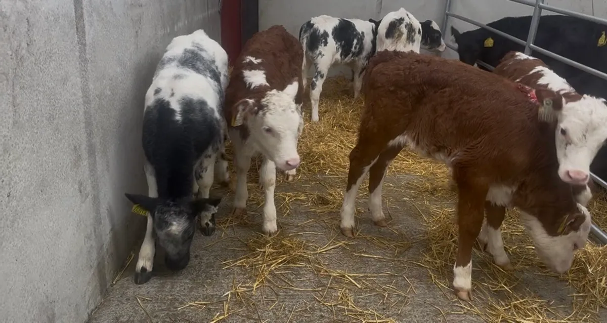 ❌ coloured calves ❌ - Image 2