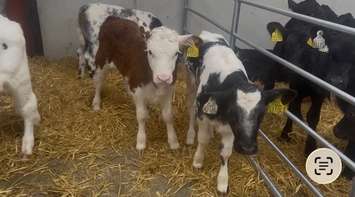 ❌ coloured calves ❌ - Image 1