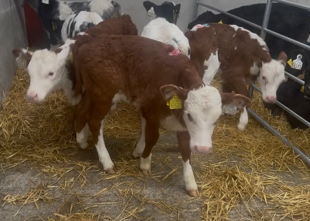 ❌ coloured calves ❌ - Image 4