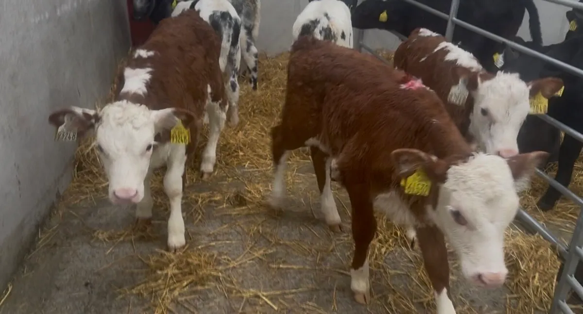 ❌ coloured calves ❌ - Image 3