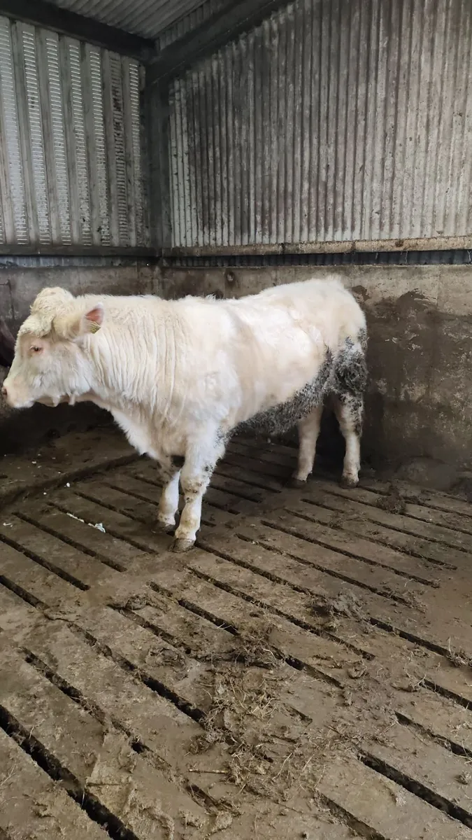 PBR Shorthorn bull SH4929 - Image 3