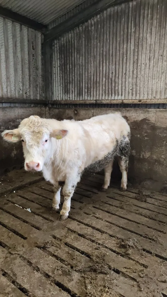 PBR Shorthorn bull SH4929 - Image 2