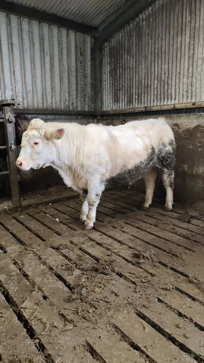 PBR Shorthorn bull SH4929 - Image 1