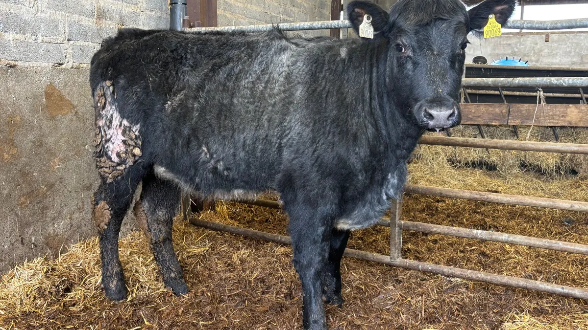 Blue Grey Shorthorn Heifer - Image 4