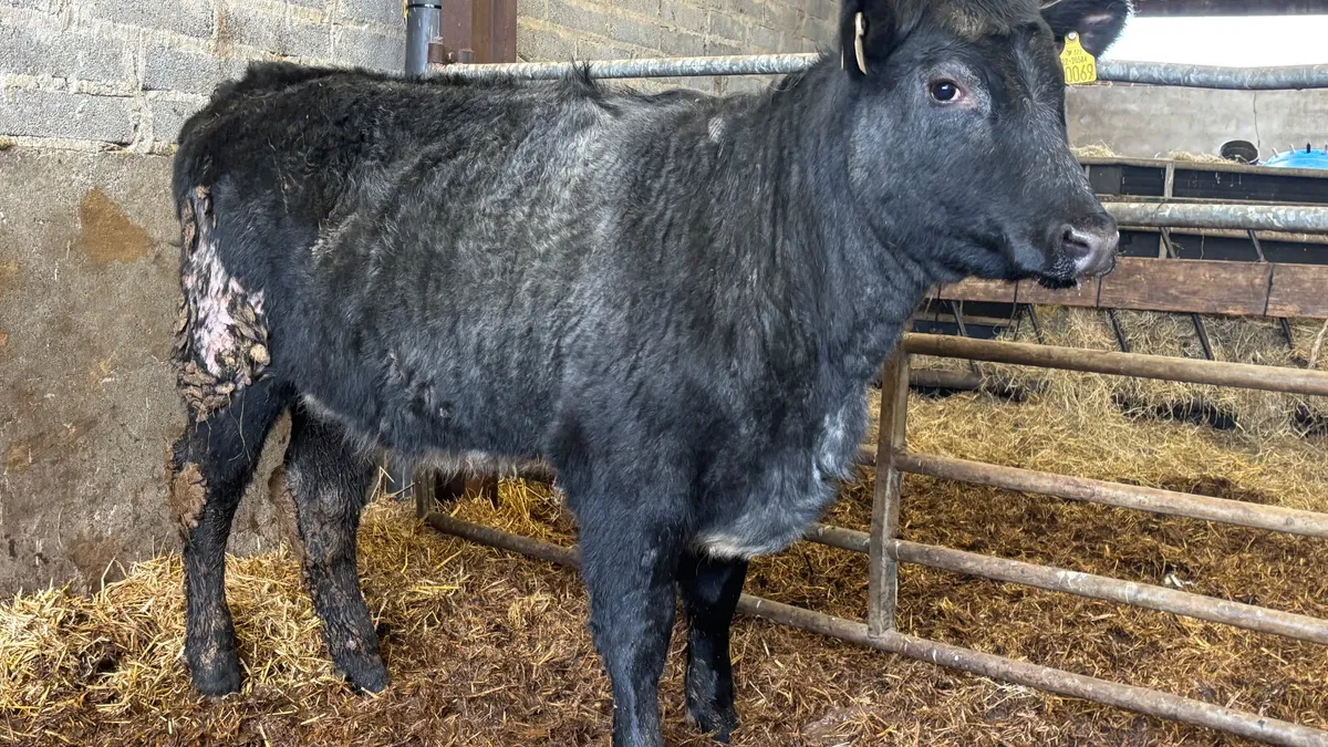 Blue Grey Shorthorn Heifer - Image 1