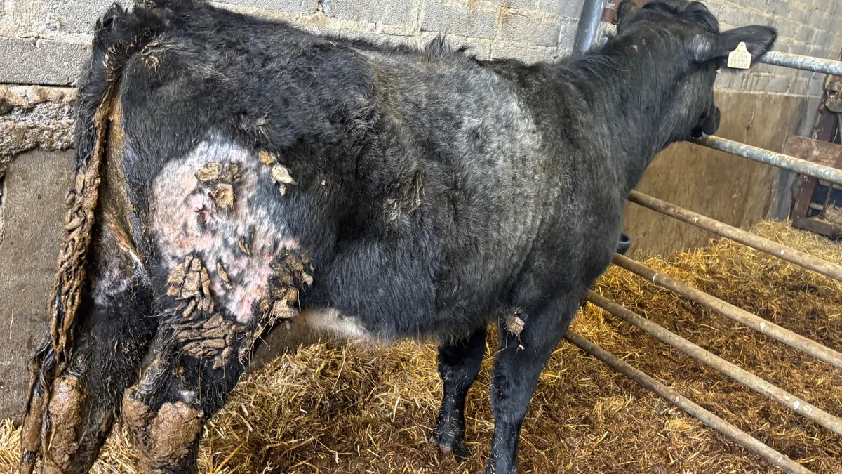 Blue Grey Shorthorn Heifer - Image 2