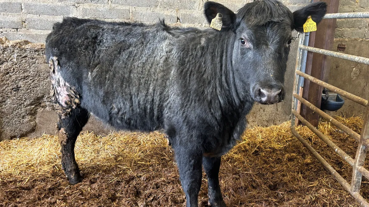 Blue Grey Shorthorn Heifer - Image 3