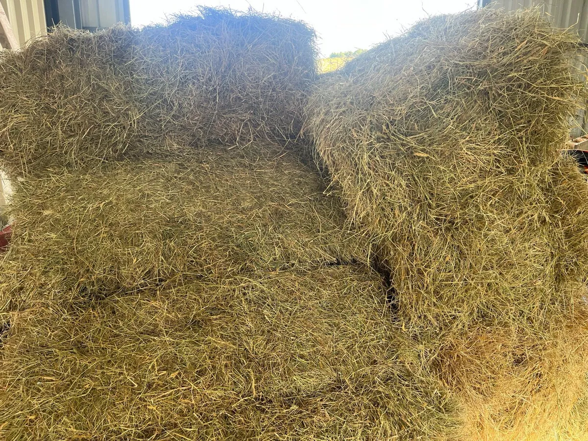 Hay small square bales