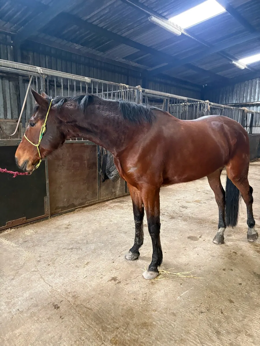 5yr gelding - Image 3