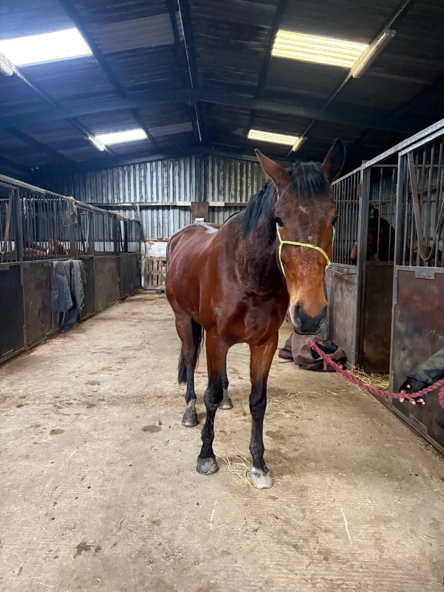 5yr gelding - Image 1