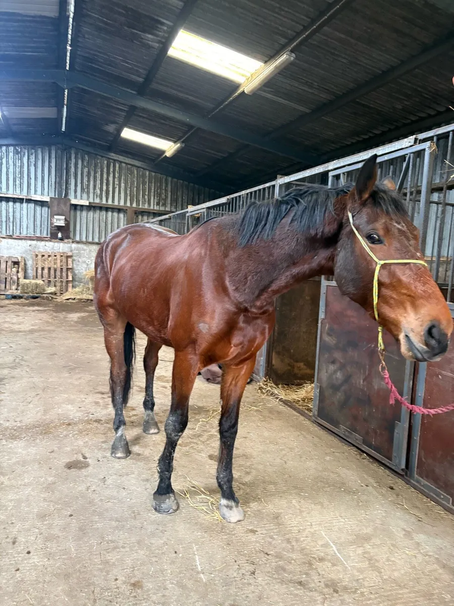5yr gelding - Image 2
