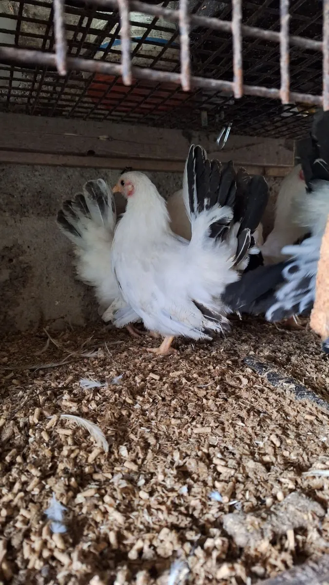 Japanese bantam  + bronze turkeys - Image 2