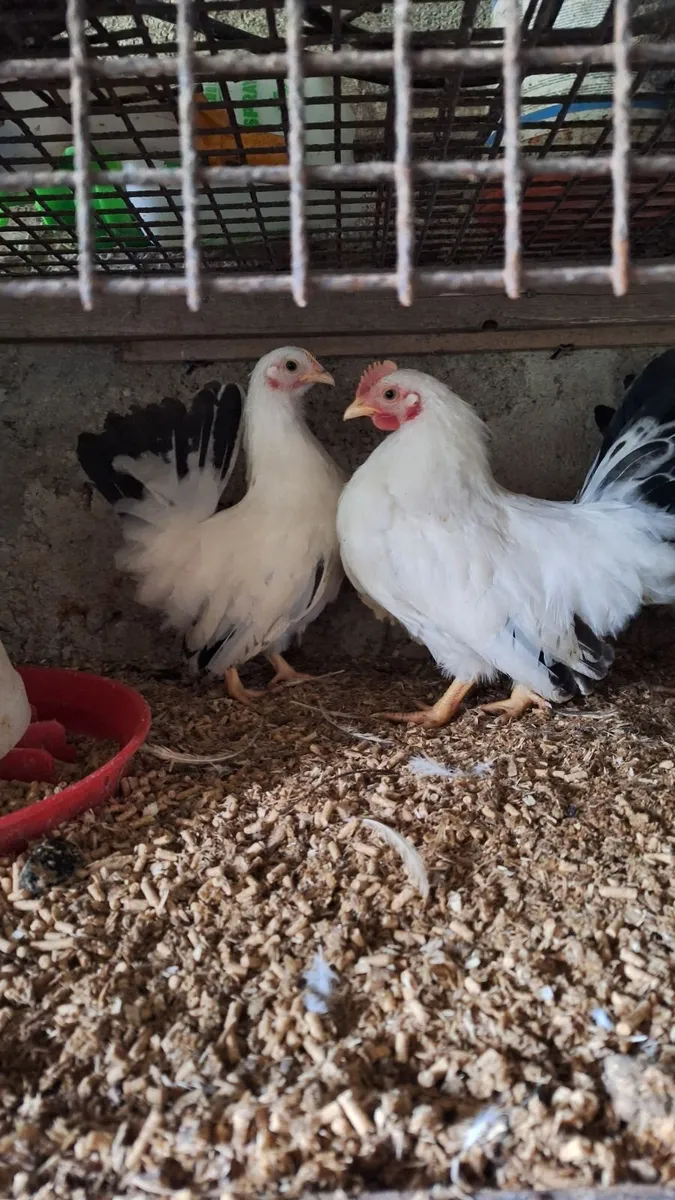 Japanese bantam  + bronze turkeys - Image 3