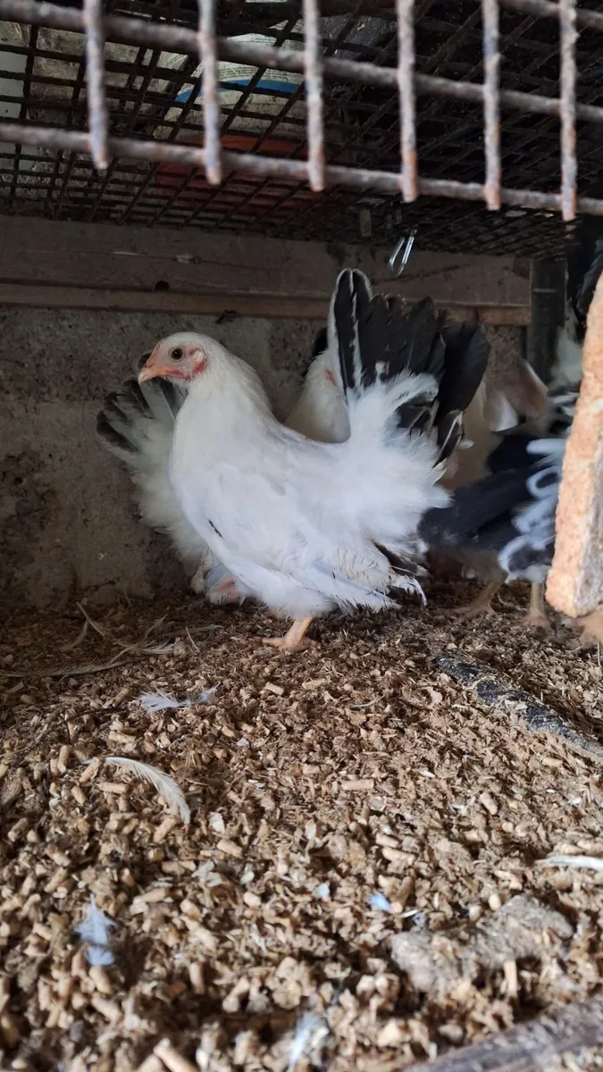 Japanese bantam  + bronze turkeys - Image 4