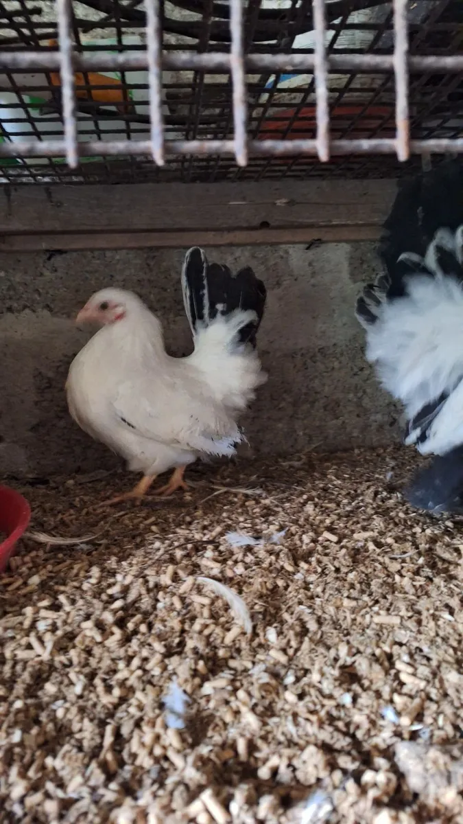 Japanese bantam  + bronze turkeys - Image 1