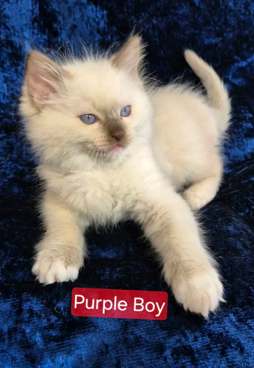 Ragdoll Kittens - Image 1