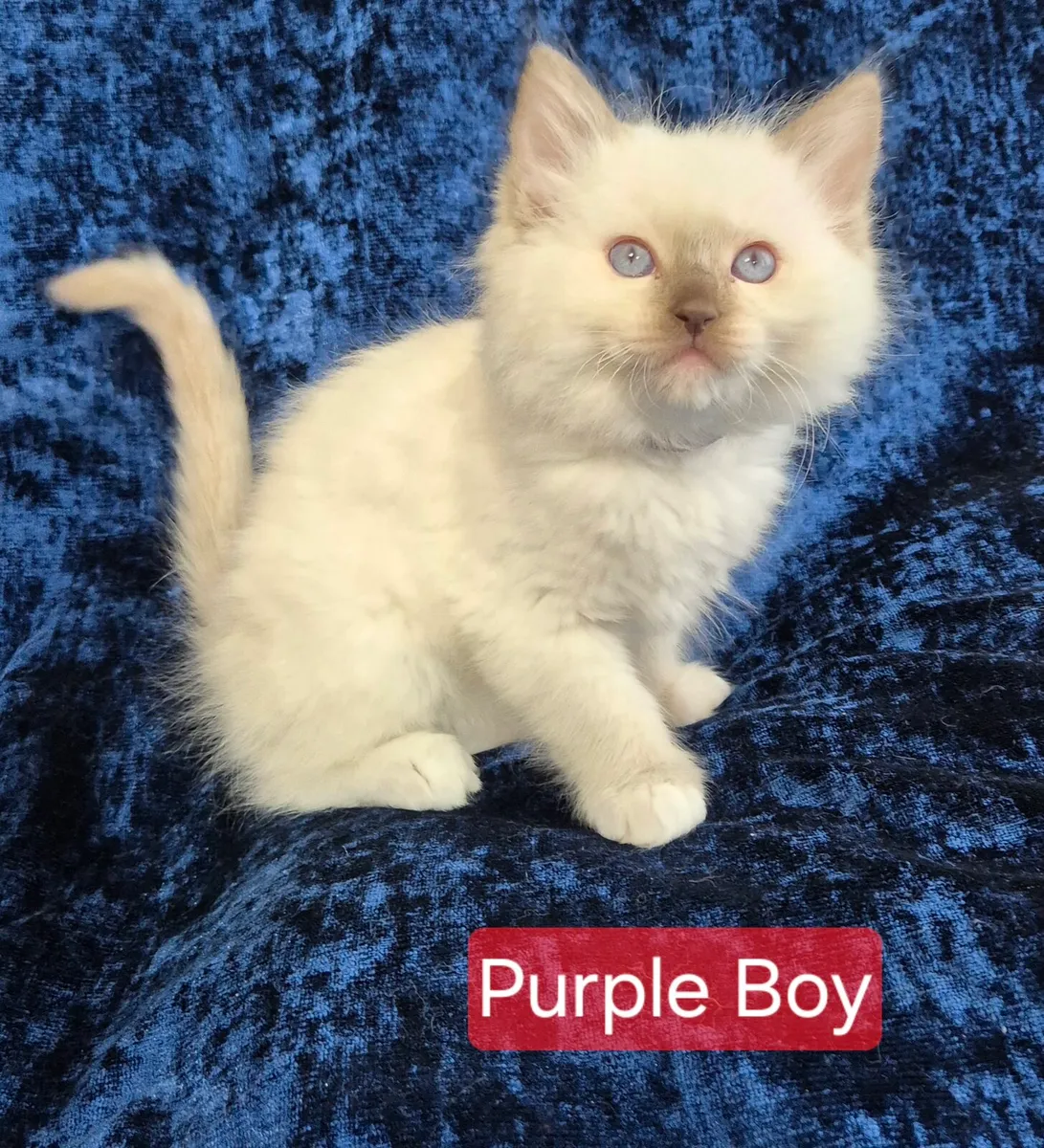 Ragdoll Kittens - Image 2