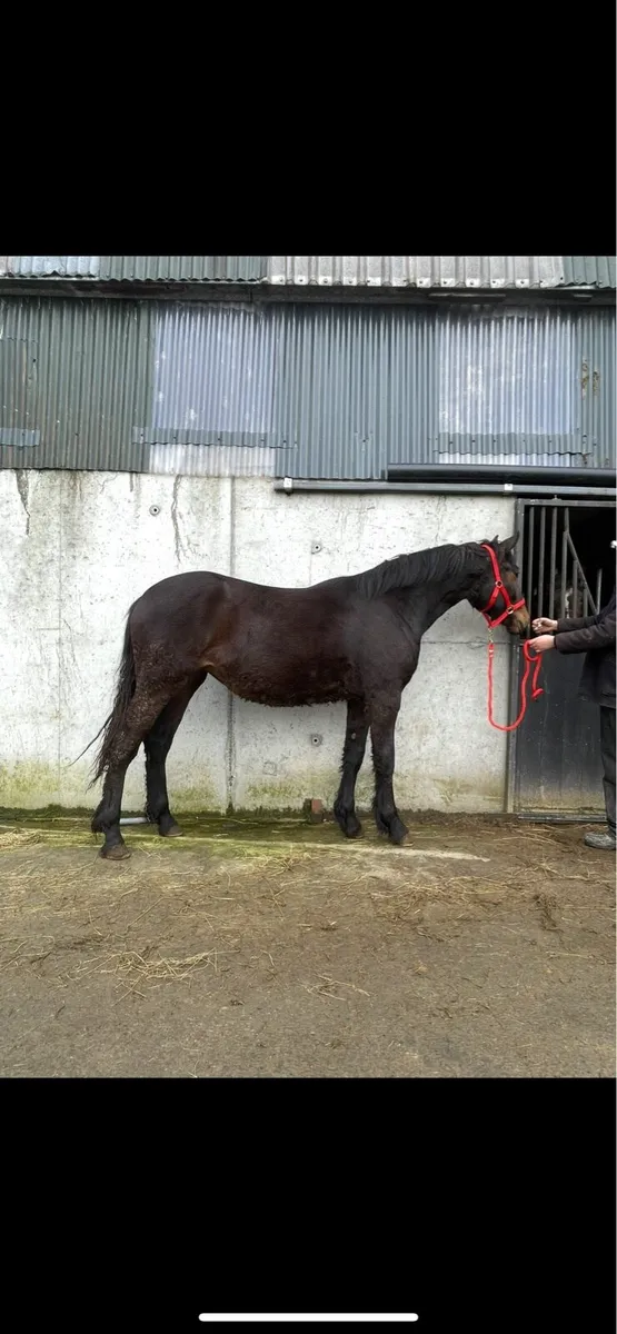 2 Year Old Bay Irish Draught Filly - Image 1