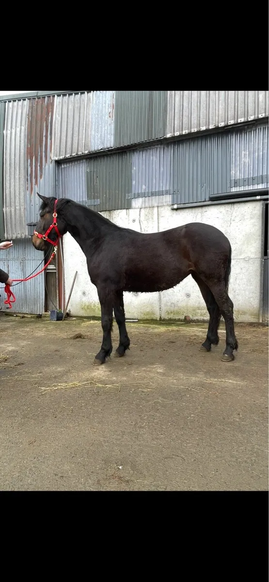 2 Year Old Bay Irish Draught Filly - Image 2