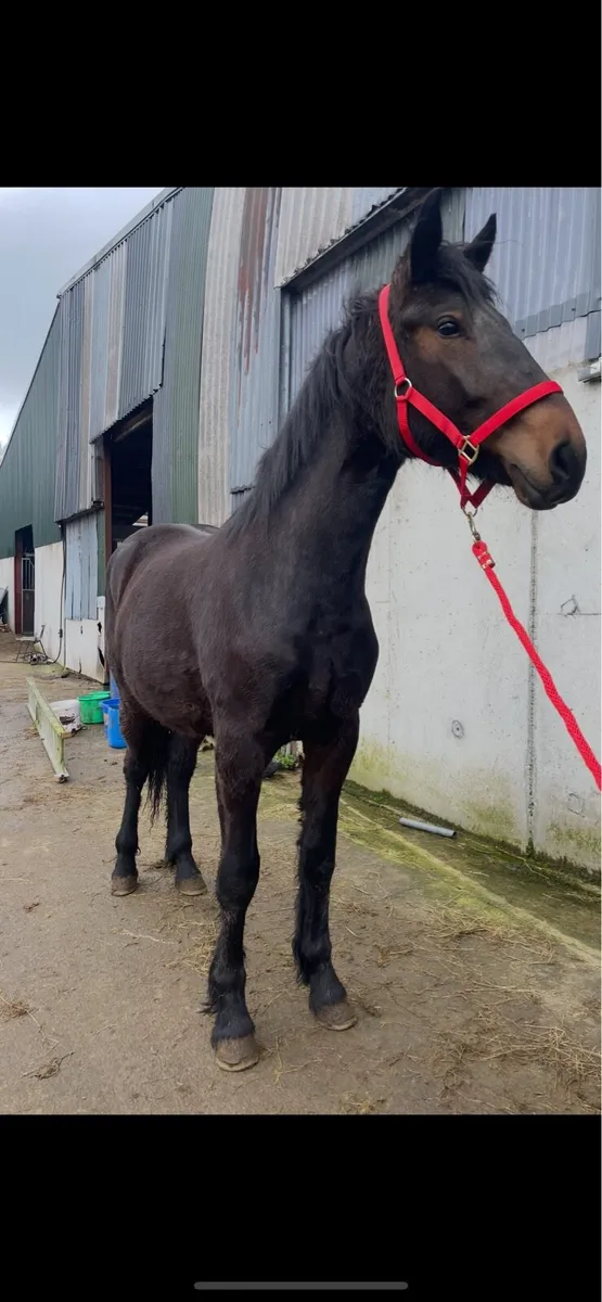 2 Year Old Bay Irish Draught Filly - Image 3