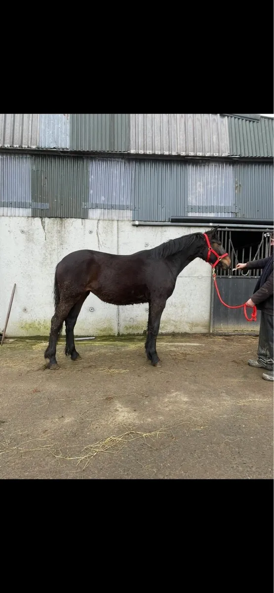 2 Year Old Bay Irish Draught Filly - Image 4