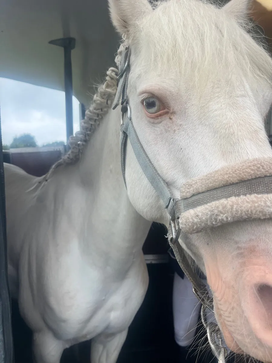 138 Cromello show jumping pony - Image 4