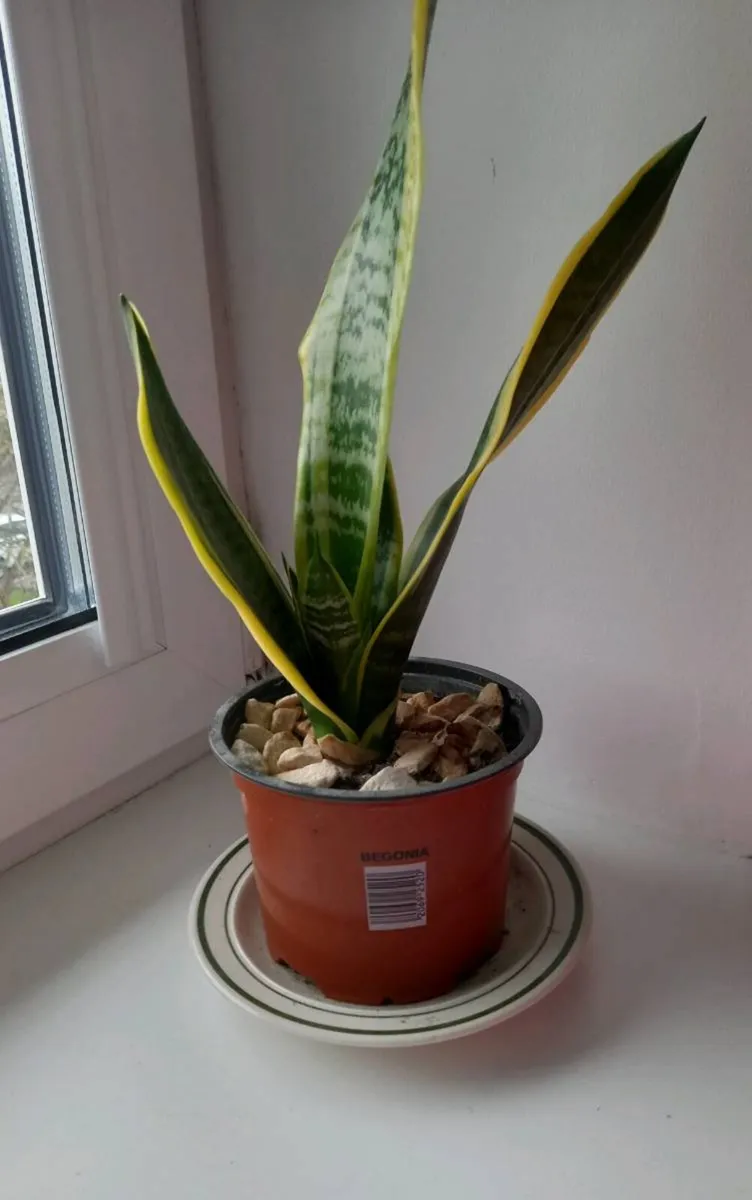 Sansevieria plant - Image 1