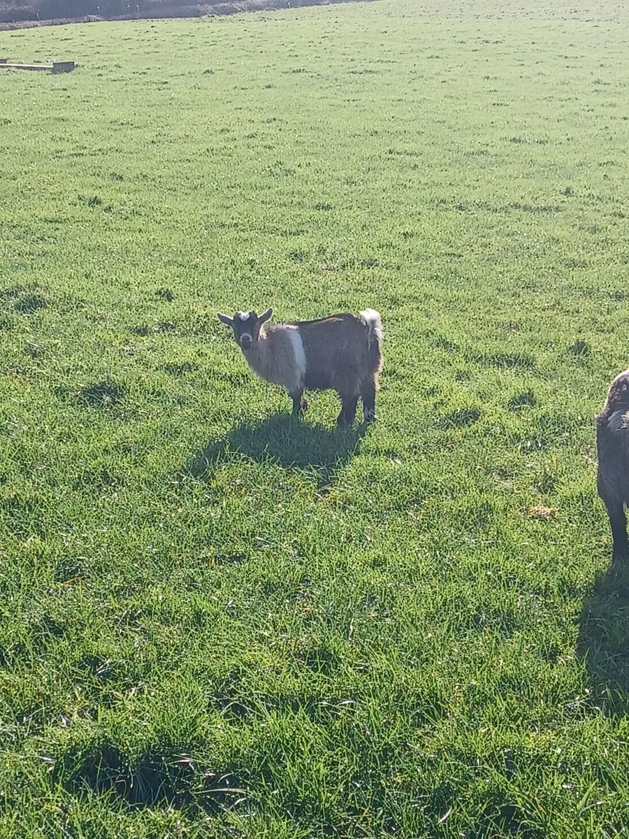 Pygmy kids - Image 2