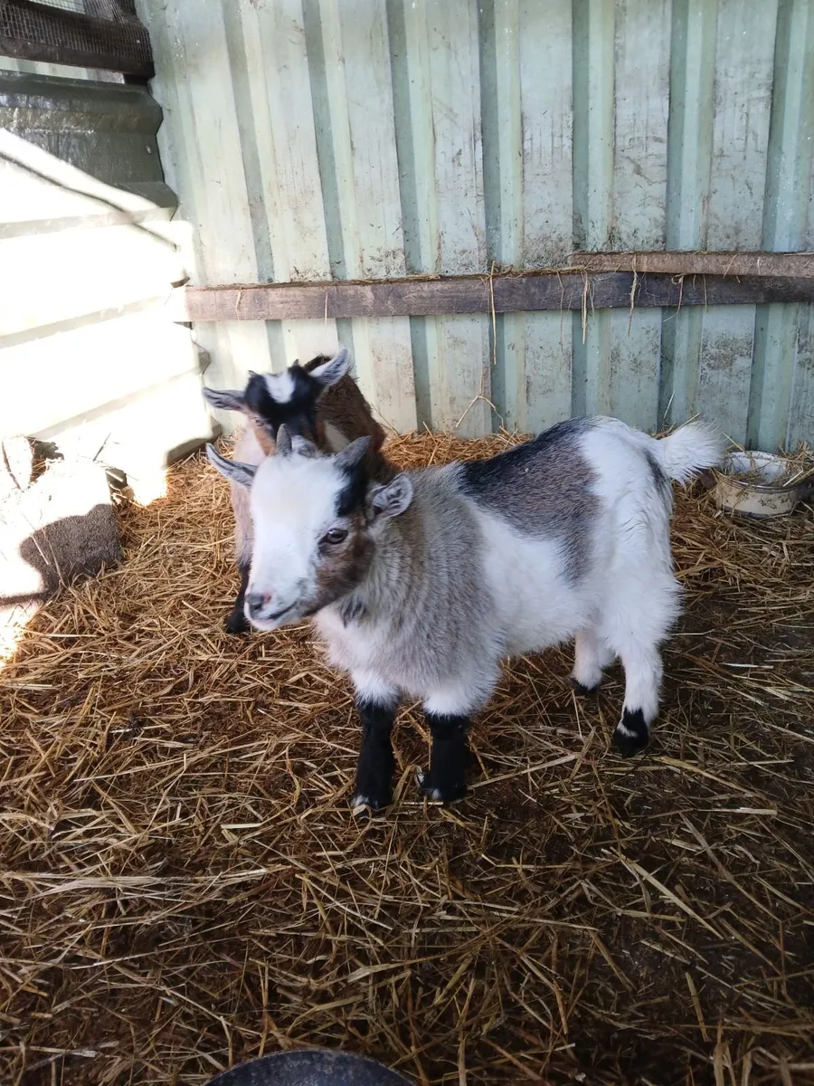 Pygmy kids - Image 3