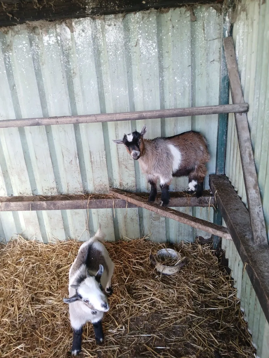 Pygmy kids - Image 4