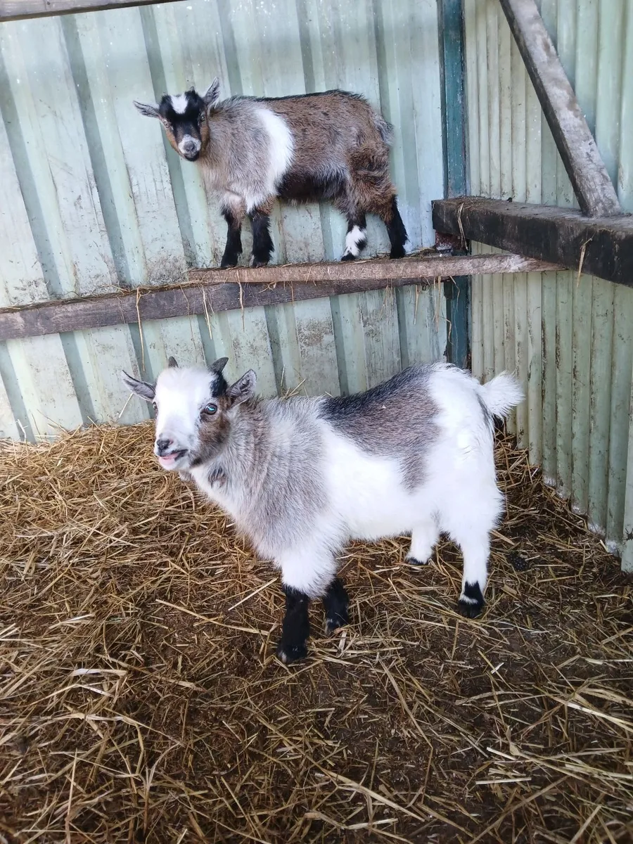 Pygmy kids - Image 1