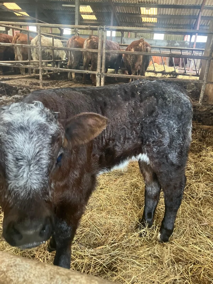 Belguim blue cross bull calf - Image 1