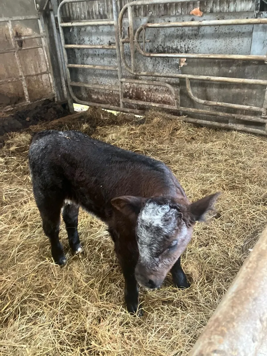 Belguim blue cross bull calf - Image 2