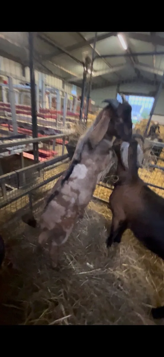 Nubian goat buckling - Image 1