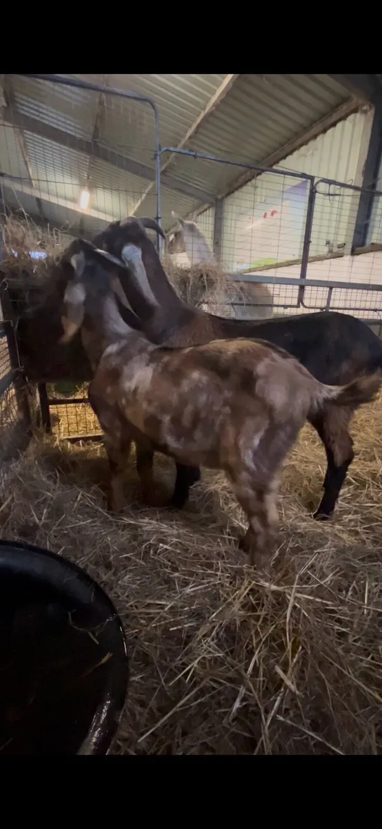 Nubian goat buckling - Image 2