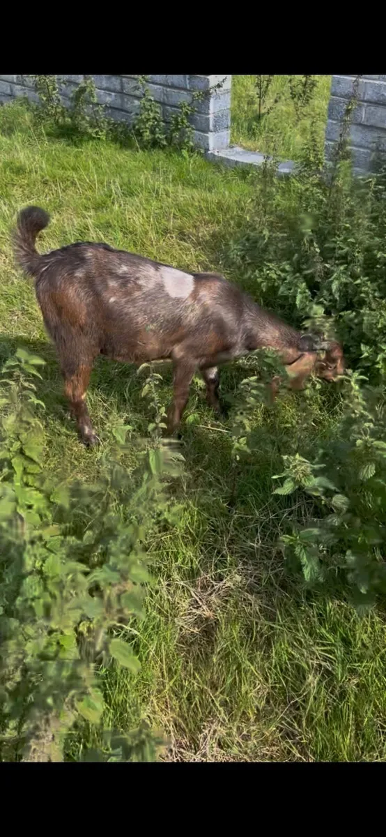 Nubian goat buckling - Image 3