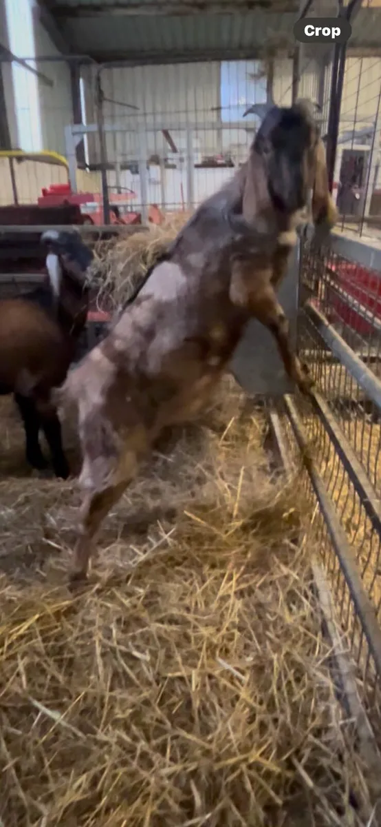 Nubian goat buckling - Image 4