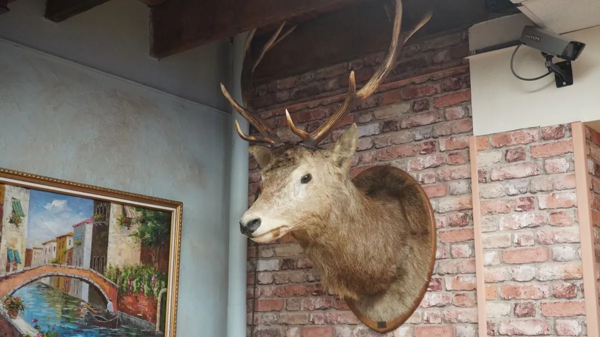 French Stag Trophy Mount - Image 4