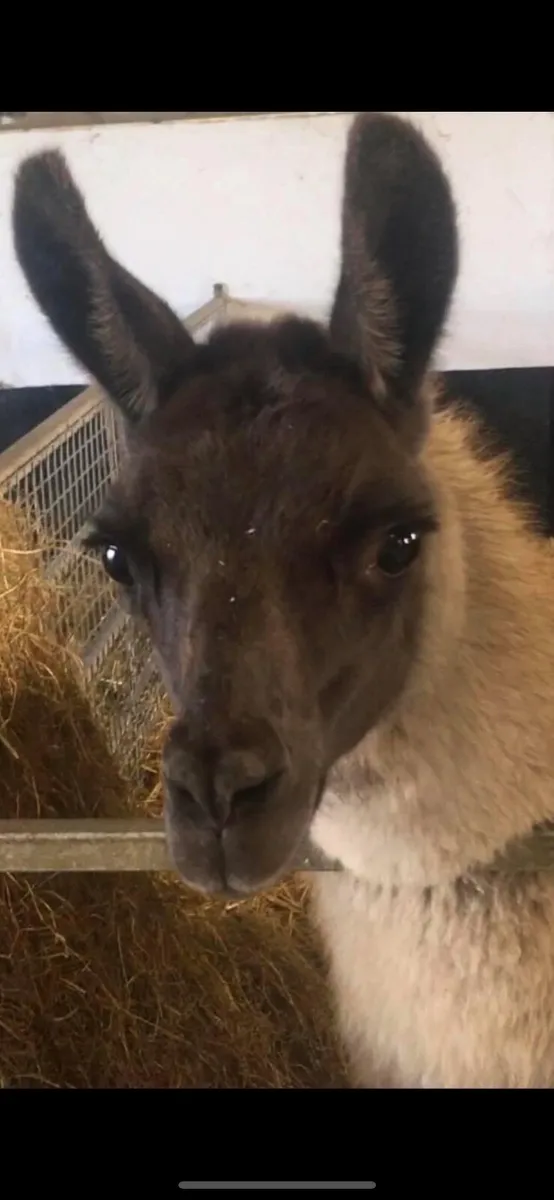 Llama trio - Image 1