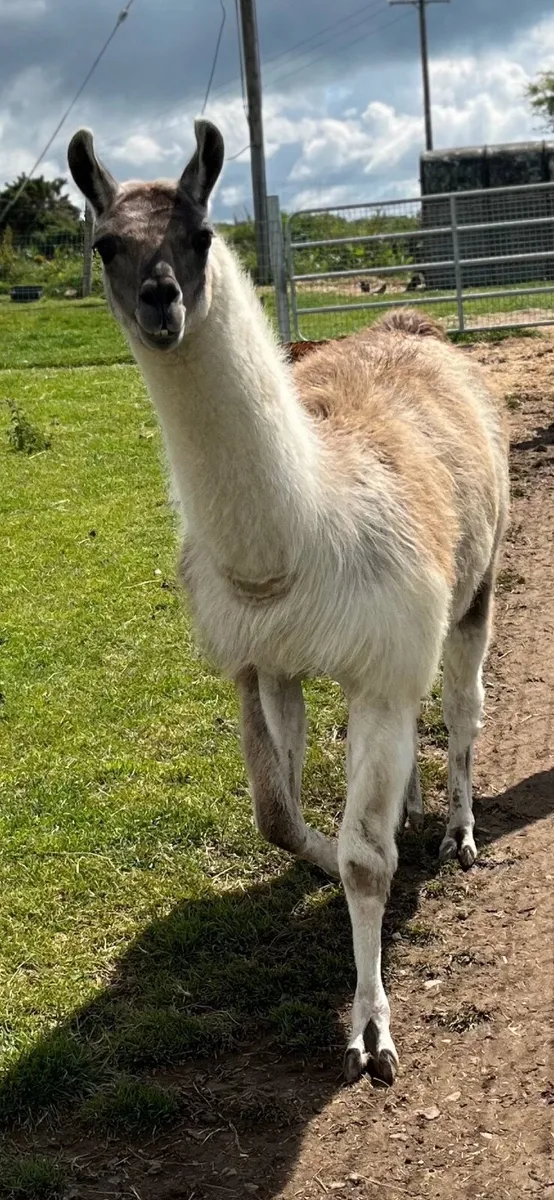 Llama trio - Image 2