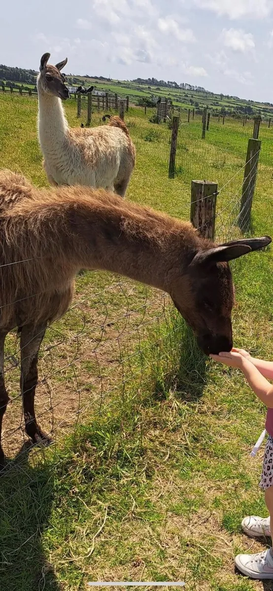 Llama trio - Image 3