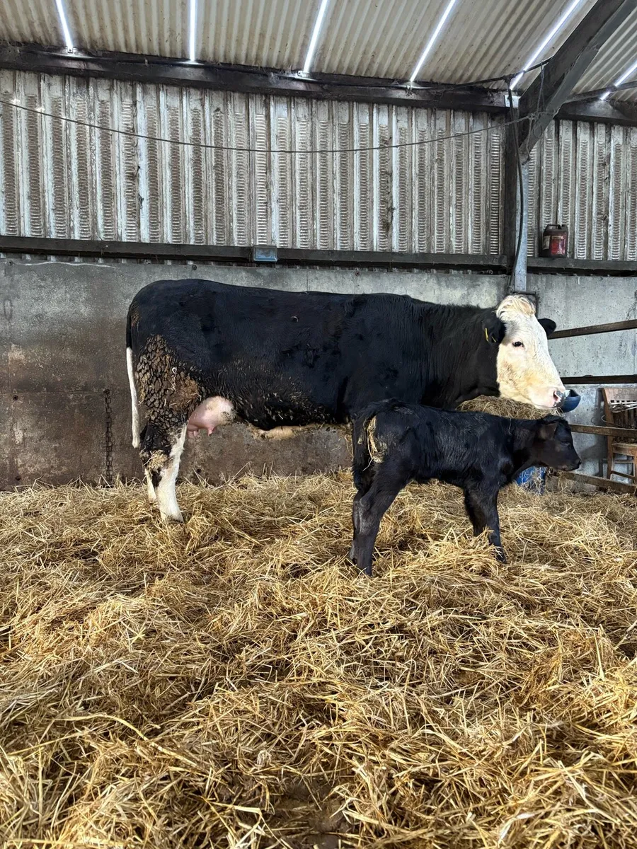 Heifer and heifer calf - Image 2