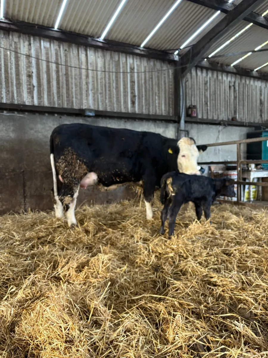 Heifer and heifer calf - Image 4