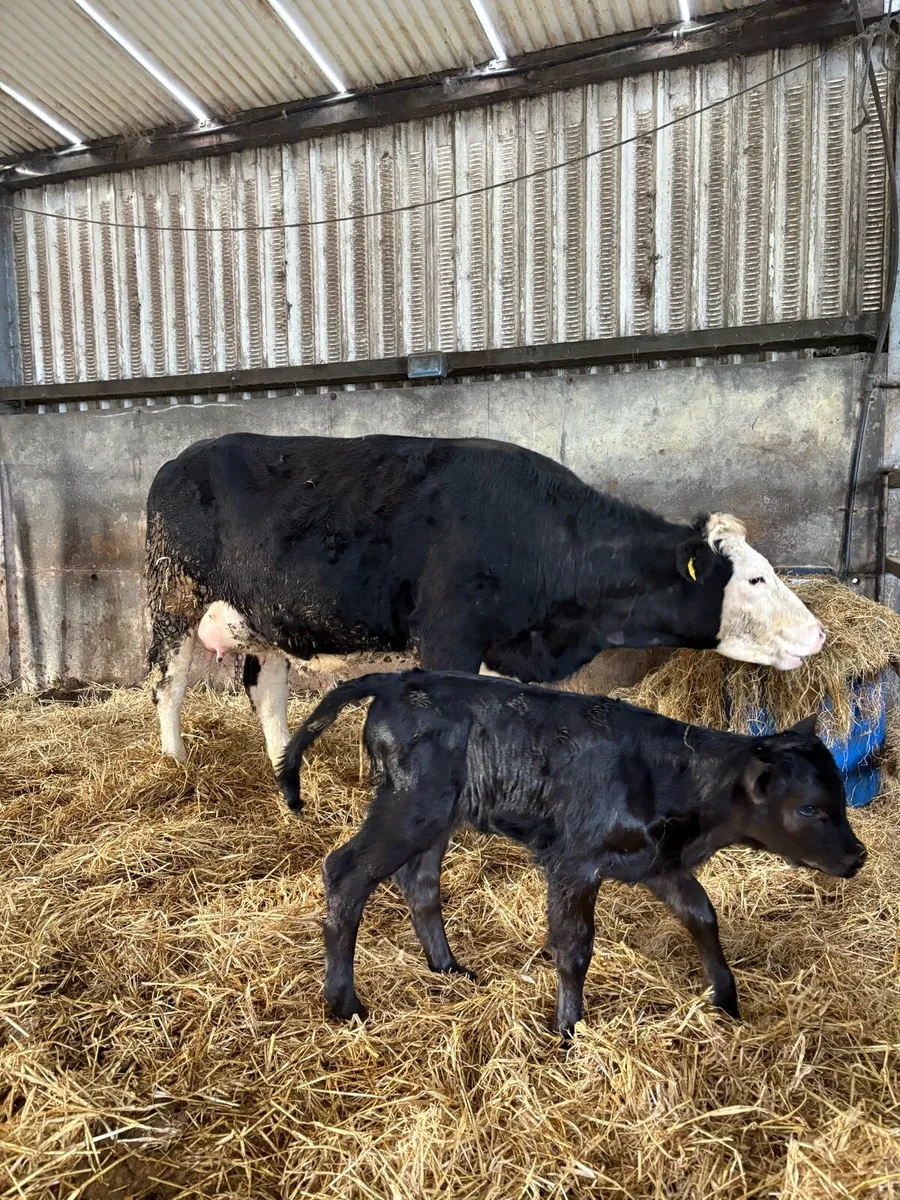 Heifer and heifer calf - Image 1