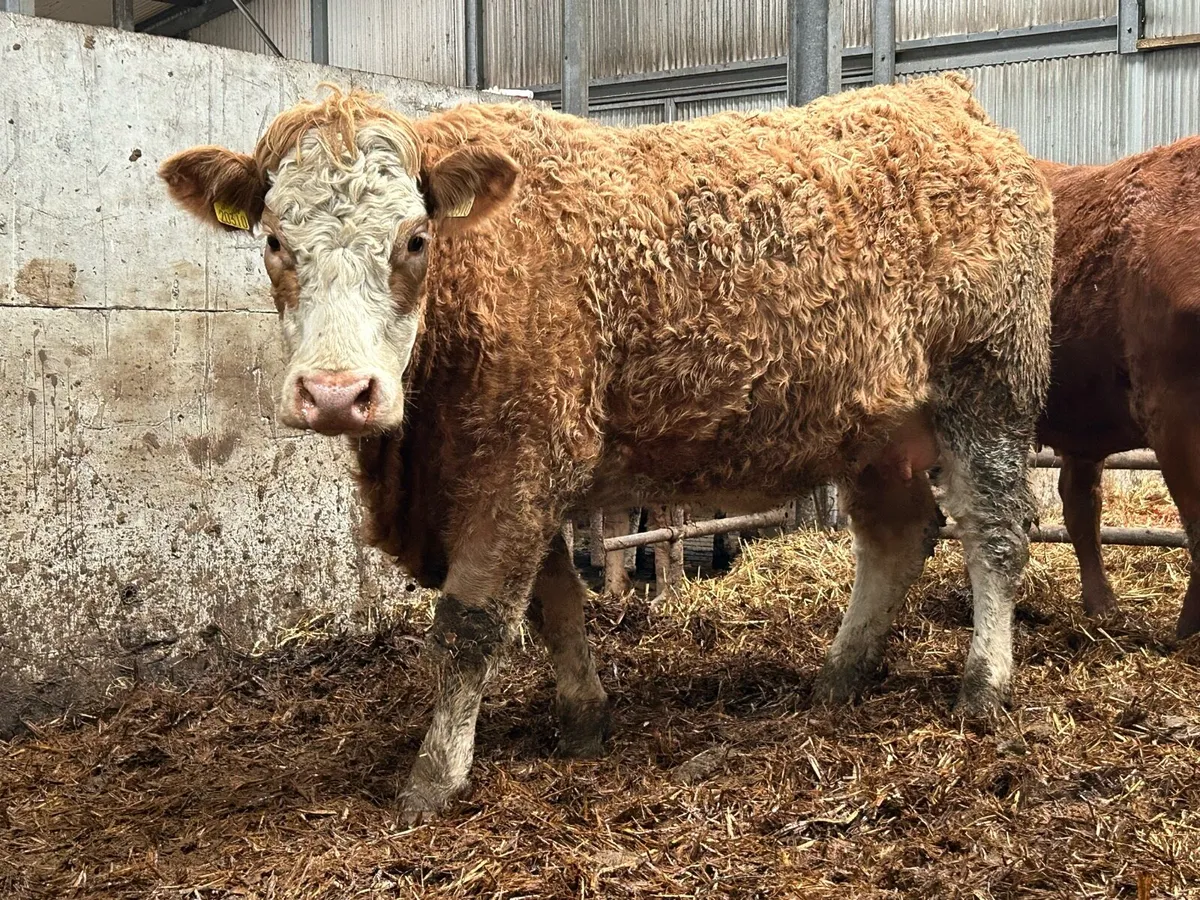 3 smashing heifers on the point of calving - Image 1