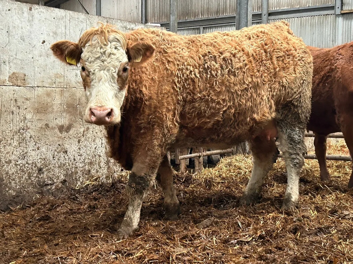 3 smashing heifers on the point of calving - Image 2