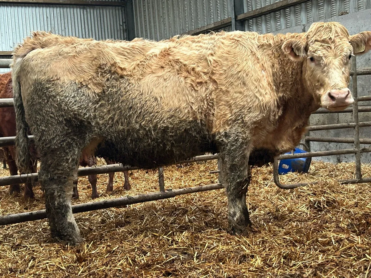 3 smashing heifers on the point of calving - Image 3